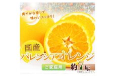 希少な国産バレンシアオレンジ 7kg［ご家庭用訳あり］［2026年6月下旬頃～2026年7月上旬頃に順次発送］［UT77］