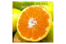 紀州和歌山有田産ゆら早生みかん　10kg【2025年発送】【UT33】