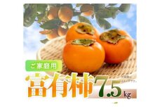 【ご家庭用わけあり】和歌山秋の味覚　富有柿　約７．５ｋｇ「2025年11月上旬以降発送予定」【UT47】