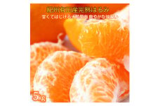 果肉ぷりぷり!完熟はるみ　５ｋｇ【2026年2月中旬頃～2026年2月下旬頃に順次発送】【UT22】