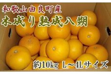 ［産直］和歌山由良町産の木成り熟成八朔約10kg（L～4Lサイズをお届け）★2026年3月中旬頃より順次発送［TM137］