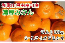 【訳あり・ご家庭用】和歌山由良町産のみかん約10kg（サイズおまかせ）★2025年11月下旬頃より順次発送［TM194］