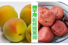 ［梅干・梅酒用］（4Lまたは3L－10kg）熟南高梅＜2026年6月上旬～7月7日発送予定＞フルーツ 果物 くだもの 食品 人気 おすすめ 送料無料［ART09］