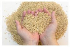 令和6年産 新米 ふるさと紀州産ひのひかり 玄米10kg