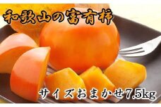 [甘柿の王様]和歌山産富有柿　約7.5kg サイズおまかせ★2025年11月上旬頃より順次発送【TM5】