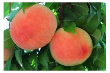 和歌山産 桃 秀品 サイズおまかせ 11玉～16玉 約4kg【ヤマタ大谷商店】