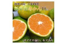 和歌山産 【極早生】みかん 10kg 【ご自宅用・サイズ不揃い・キズ等あり】【ヤマタ大谷商店】