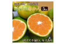 和歌山産 【極早生】みかん 5kg 【ご自宅用・サイズ不揃い・キズ等あり】【ヤマタ大谷商店】