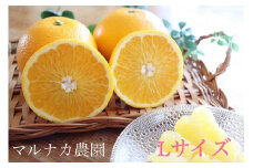 ◆【先行予約2022年12月以降発送】マルナカ農園の果汁たっぷりジューシーな八朔約５kg・Lサイズ