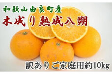 ［産直］和歌山由良町産の木成り熟成八朔訳ありご家庭用約10kg（サイズ混合）★2026年3月中旬頃より順次発送［TM134］