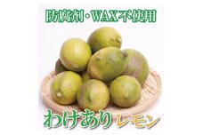 家庭用 レモン2.5kg+250g（傷み補償分）【和歌山有田産】【防腐剤・WAX不使用、安心の国産レモン】【わけあり・訳ありレモン】 ［IKE124］
