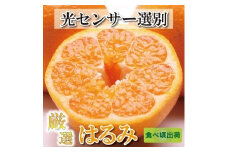 ＜2月より発送＞ 厳選 はるみ 5kg+150g（傷み補償分）デコポンの姉妹品種 新食感春みかん ［IKE45］