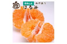 ［先行予約］家庭用 はるみ2.5kg+250g（傷み補償分）［デコポンの姉妹品種・新食感春みかん］［光センサー選別］［わけあり・訳あり］［IKE92］