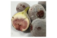 和歌山産 冷凍 いちじく　1.5kg（500g ×3袋）