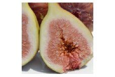 和歌山産 訳ありいちじく 約1.6kg(400g ×4パック)