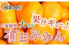 家庭用 大きな有田みかん10kg+250g（傷み補償分）［2025年11月中旬から2026年1月下旬頃順次発送予定］［IKE243］