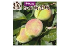 ＜6月発送＞ 厳選 紀州南高梅 (青梅)5kg+150g（傷み補償分） 和歌山産 梅干し 梅酒 梅ジュース ［IKE77］