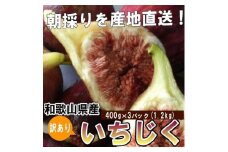 和歌山産 【訳あり】 いちじく  (サイズ不揃い、傷あり) 1.2kg(400g×3パック)