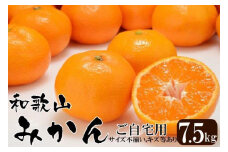 みかん 和歌山産 【訳あり】ミカン 7 . 5kg 【ご自宅用・サイズ不揃い・キズ等あり】