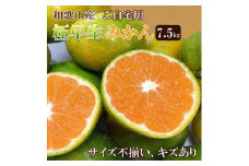 和歌山産 【極早生】みかん 7 . 5kg 【訳あり】【サイズ不揃い・キズ等あり】