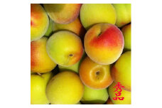 和歌山県産 紀州南高梅 完熟 秀品 5kg（3L以上〜Lサイズ混合）