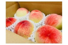 和歌山のこだわり桃　約1.5kg（５～６玉）【先行予約 2024年6月中旬～7月下旬発送】