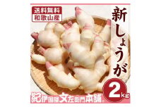 フレッシュ新しょうが２kg詰め 和歌山県産 新生姜 新鮮 産地直送 自家製 甘酢漬け、紅ショウガ、生姜湯、砂糖漬けに【クール冷蔵便】紀伊国屋文左衛門本舗