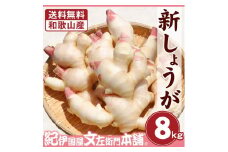 フレッシュ新しょうが８kg詰め 和歌山県産 新生姜 新鮮 産地直送 自家製 甘酢漬け、紅ショウガ、生姜湯、砂糖漬けに【クール冷蔵便】紀伊国屋文左衛門本舗