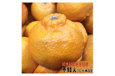 有田育ちの濃厚不知火(ご家庭用) 約5kg［先行予約］［MS41］