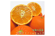 厳選！セミノール オレンジ 3kg【農家直送】【和歌山県産】【先行予約・2025年4月上旬～4月下旬発送】
