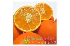 わけあり セミノールオレンジ 7.5kg【農家直送】【和歌山県産】【訳あり】【先行予約・2025年4月上旬～4月下旬発送】