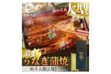 大型サイズ　ふっくら柔らか　国産うなぎ蒲焼き　2尾　化粧箱入［夏土用の丑の日のうなぎ］［10月23日までにお届け］［UT05］