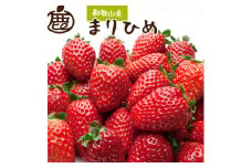 ＜4月より発送＞ 朝摘み 完熟 まりひめ約1.2kg（300g前後×4トレイ）和歌山 いちご［IKE98］