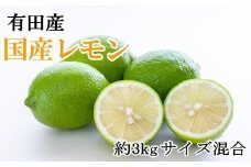 有田産の安心国産レモン約3kg （サイズ混合）★2025年10月下旬頃より順次発送［TM61］