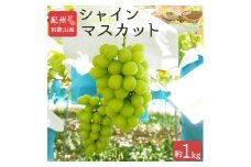 シャインマスカット 約1kg　紀州和歌山 かつらぎ産【2025年8月下旬以降発送予定】【UT118】