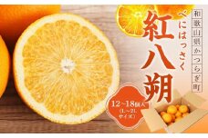 先行予約！希少な紅はっさく 12～18個入り（L～2Lサイズ）［2026年1月中旬頃から発送］［KG9］