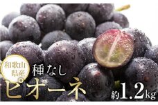 【新鮮・産直】和歌山かつらぎ町産たねなしピオーネ約1.2kg★2025年8月中旬頃より順次発送【TM126】