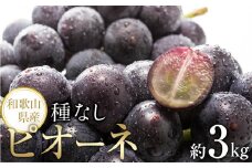 【新鮮・産直】和歌山かつらぎ町産たねなしピオーネ約3kg★2025年8月中旬頃より順次発送【TM127】