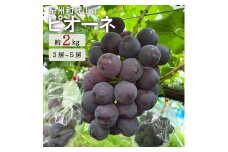 ピオーネ 約2kg　紀州和歌山 かつらぎ産【2025年8月下旬以降発送予定】【UT119】