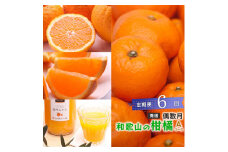 ［偶数月 全6回 ］ 柑橘定期便A［IKE13］