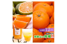 ［ 毎月発送 全12回 ］ 柑橘定期便B［IKE10］