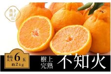 不知火 希少な樹上完熟！ 秀品大玉 6個入 (約2kg)　【2026年2月下旬頃～4月中旬頃まで発送】【KT2】
