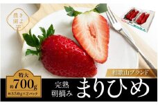 特大まりひめイチゴ 朝摘 6個～11個入×2パック［2026年1月中旬頃より発送］［先行予約］［KT3］