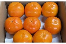 富有柿の新品種「紀州てまり」約7.5kg（22玉～32玉おまかせ）★2025年11月上旬頃より順次発送［TM87］
