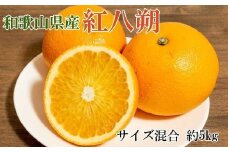 ［希少品］和歌山県産紅八朔約5kg（サイズ混合）★2026年１月下旬頃より順次発送［先行予約］［TM88］