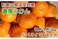 【訳あり・ご家庭用】和歌山由良町産のみかん約5kg（サイズおまかせ） ★2025年11月下旬頃より順次発送［TM91］