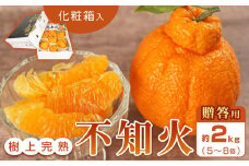 【贈答用化粧箱入】 不知火 樹上完熟 約2kg （5～8個入）【2026年2月下旬頃～3月下旬頃発送】【KG10】