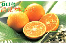 ［濃厚］農家さん直送の清見オレンジ 約5kg（サイズおまかせ・秀品）★2026年2月中旬頃より順次発送［TM152］