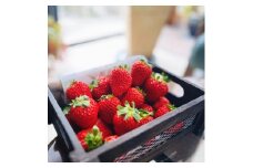 朝摘み完熟 まりひめ いちご 約1.2kg(約300g×4パック) 【先行予約・2025年1月より発送】【農園直送】【MS77】