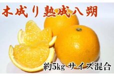 和歌山県産木成り八朔 約5kg(サイズ混合)★2025年3月下旬頃より順次発送【TM170】